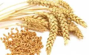 Vital wheat gluten